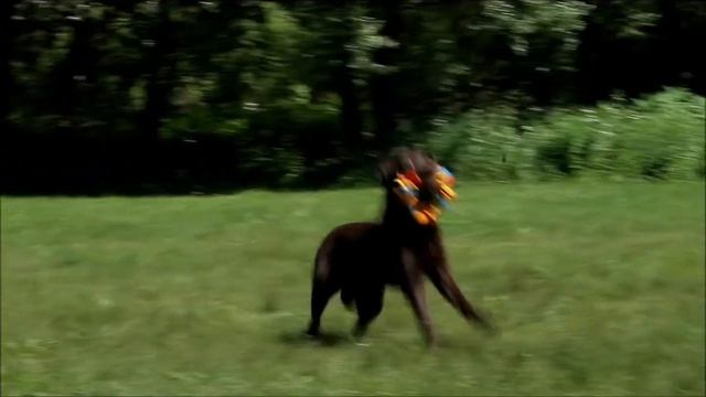 Игрушка для собак из флиса "Кольцо".wmv смотреть онлайн