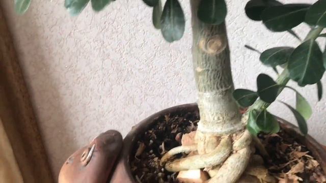 499. Адениум через 1,5 месяца после обрезки. Adenium 1.5 Months After Pruning.