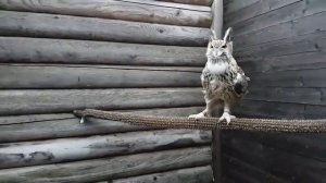 Снова в гостях у филина Нафани. Гнездо филина.