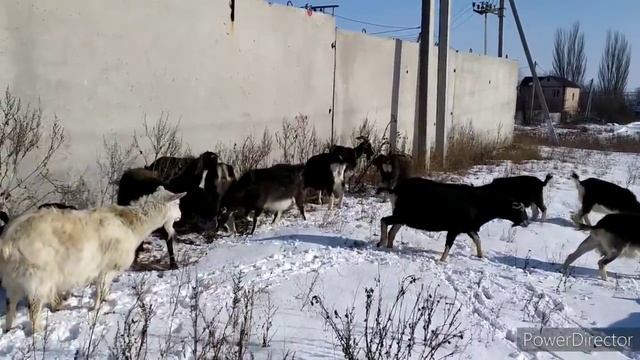 КОЗЫ. АСИММЕТРИЯ ВЫМЕНИ. смотреть онлайн