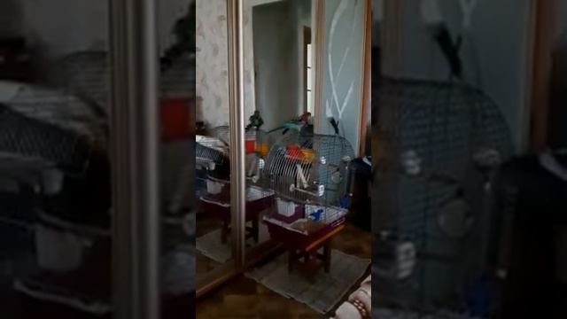 Попугай розелла поет/Rosella Parrot Is Singing