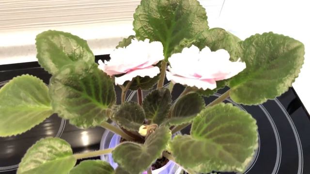 Сенполия (фиалка) Super Duper (S.Sorano) смотреть онлайн