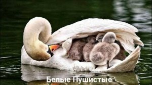 ЛЕБЕДЬ?/Птицы/Животные/Интересные факты