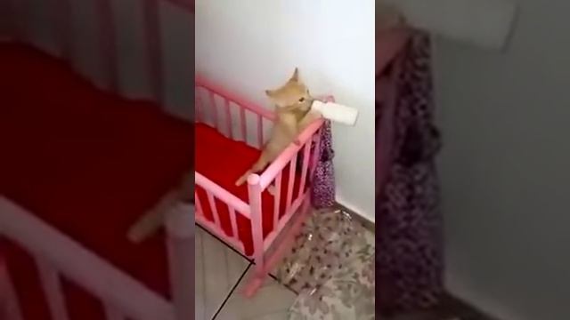 Котёнок пьёт из бутылочки молоко. смотреть онлайн