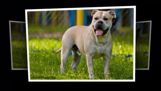 Собаки породы Ка де бо! смотреть онлайн