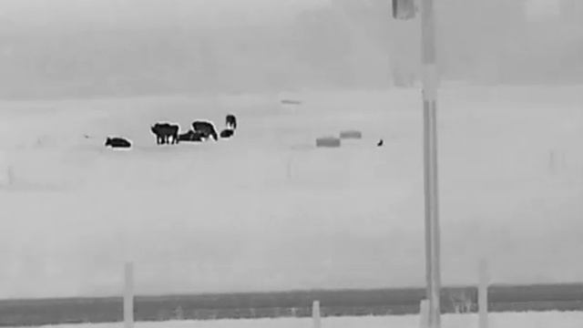 Hikmicro Lynx Pro LH25