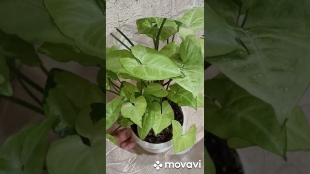 сингониум "Panda White form" смотреть онлайн