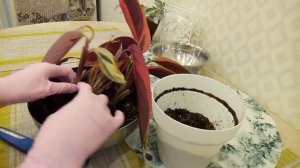 Попытка №2 Спасаем Строманту