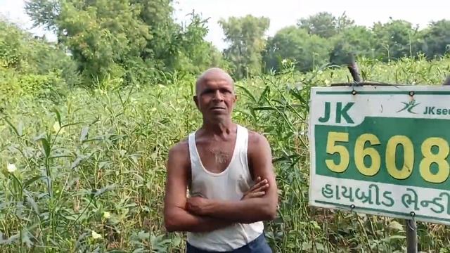 JK 5608 Bhindi | JK Seeds | Okra | Hybrid Bhindi | Anand | смотреть онлайн