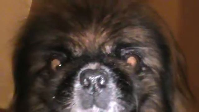 Собака не хочет отдавать косточку - The dog won't give back a chicken bone смотреть онлайн
