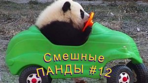 Смешные ПАНДЫ #12 / Лучшие приколы 2026 / Funny PANDA.