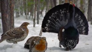 Поёт Валерий Сёмин. "ГЛУХАРИ"