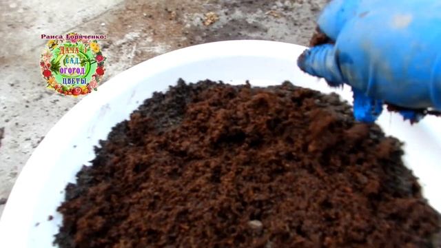 Что за цветок высажен в октябре, а цветет с февраля по апрель включительно? смотреть онлайн