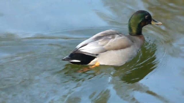 Селезень(необычный окрас) смотреть онлайн