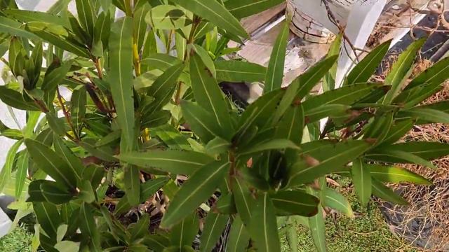 Горячие рецепты﻿