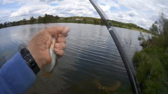 28 мая 2020 года Ловля плотвы на боковой кивок,на реке Лопасня! смотреть онлайн