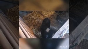 Чем кормить ягненка/ ягненок отказник?