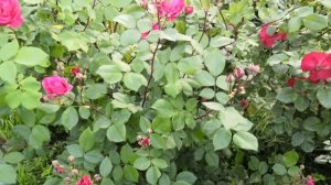 Роза Александр Маккензи (Alexander MacKenzie)