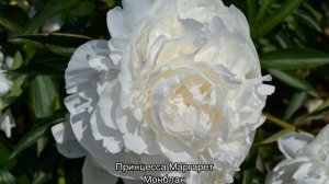 Когда цветут пионы после посадки на садовом участке