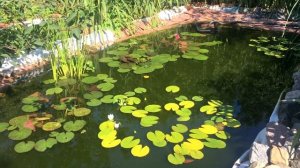 Свой пруд. Первый нерест карпа за 4 года. Белуга жива и растет потихонечку.