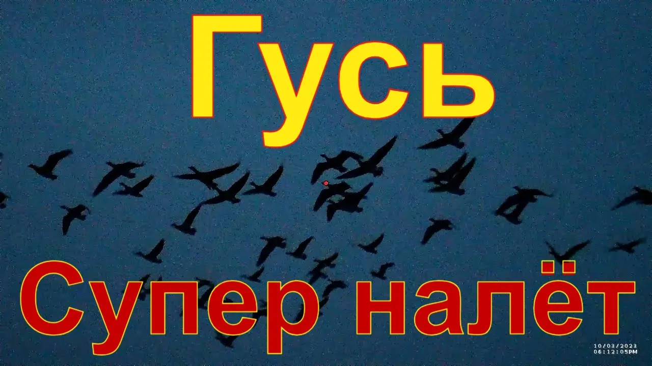Охота на осеннего гуся\утку с чучелами Полесник #18 Шикарный налёт смотреть онлайн
