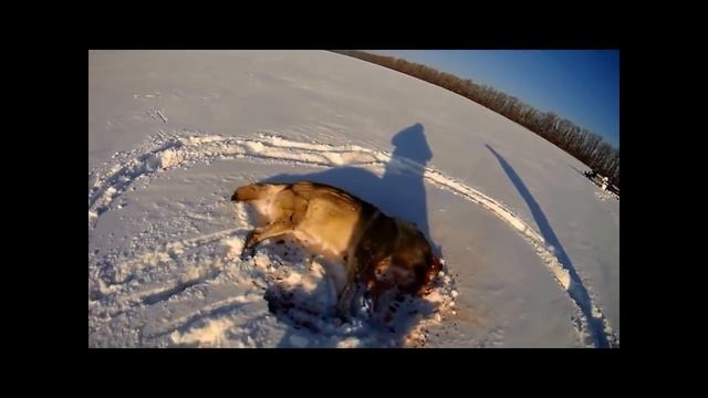 Ohota na volkov смотреть онлайн