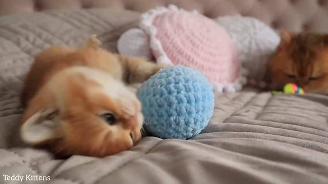 Once upon a time there was one cutest kitten... ? смотреть онлайн
