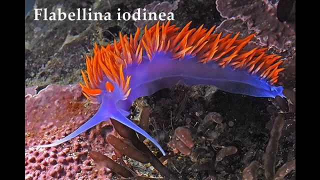 МОЛЛЮСКИ - ЖИВЫЕ САМОЦВЕТЫ МОРЯ (ТОП -14) смотреть онлайн