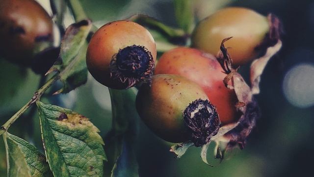 Музыка для спокойного сна и отдыха. Стук колес поезда, и спокойная музыка с божественной природой. смотреть онлайн