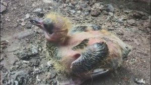 Маленькие голуби,голубята,детёныш голубя,как выглядят маленькие голуби