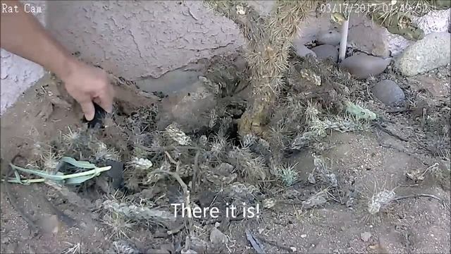 Pack Rat vs Flashing Light смотреть онлайн