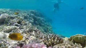 Музыка релакс - красоты океанских глубин. Релакс музыка океан супер отдых дома..mp4