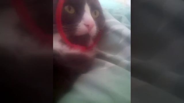 Мой кот боится ошейника смотреть онлайн