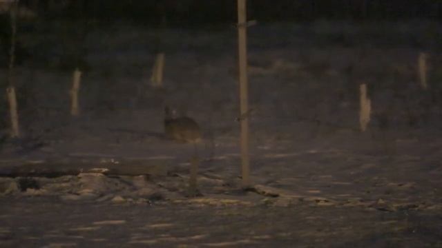 Заяц смотреть онлайн