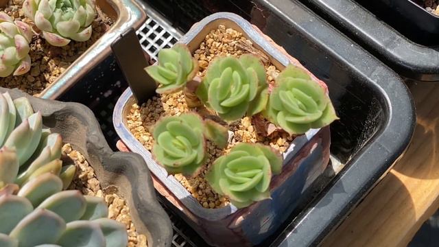 Echeveria 'Golden Glow' смотреть онлайн