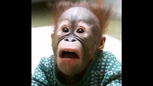 приколы с животными, смешные животные смотреть онлайн