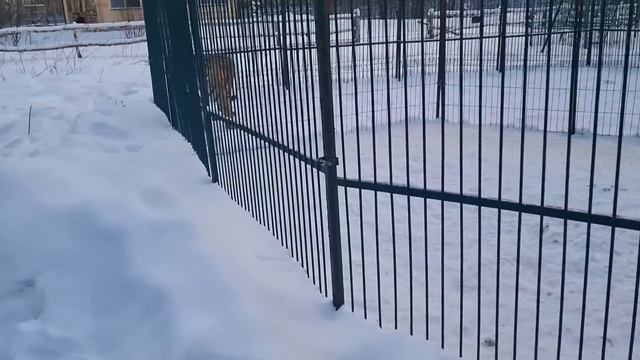 5.02.2023: В гостях у "Дома Тигра" смотреть онлайн