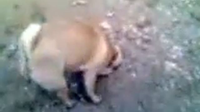 Мопс смешно чешет попу смотреть онлайн