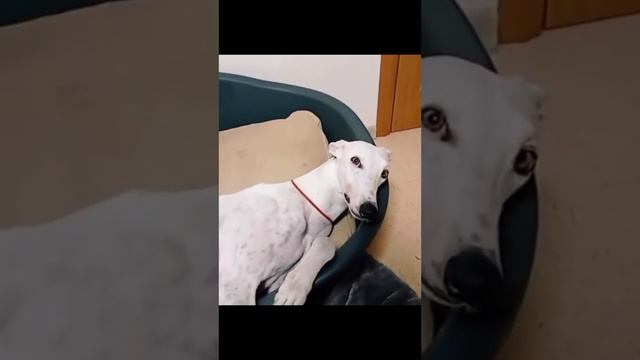 Приколы смотреть онлайн