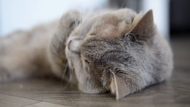 КОШКОТАЙМ - утренние кошачьи нежности моей кошки Леси / котобонус / котэ