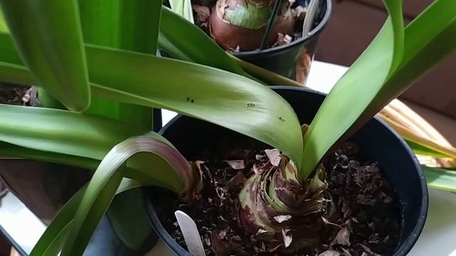 Гиппеаструмы. Ответы на вопросы. смотреть онлайн