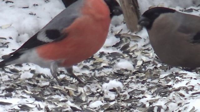 Кино снегири. смотреть онлайн