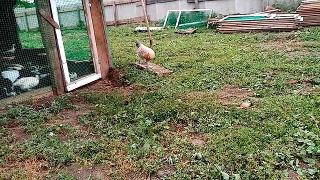 Цыплята Ленинградской золотисто серой и Пушкинской пород кур на прогулке!! смотреть онлайн