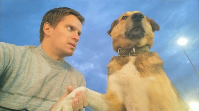 Помогайте бездомным животным смотреть онлайн