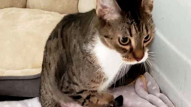 Грустную кошку с особенными лапками принесли на эвтаназию... смотреть онлайн