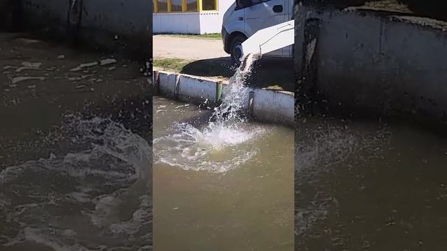 рыбалка рыбалка в подмосковье карп ловля карпа суперкарп белеутово fishing смотреть онлайн