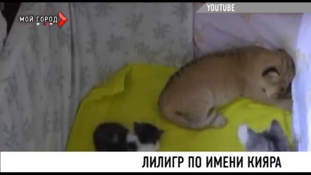 Лилигра по имени Кияра смотреть онлайн