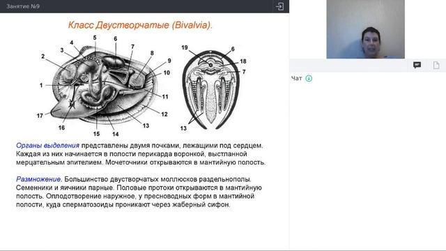 Онлайн-школа СПбГУ 2021/2022. 8 класс. Биология. 04.12.2021 смотреть онлайн