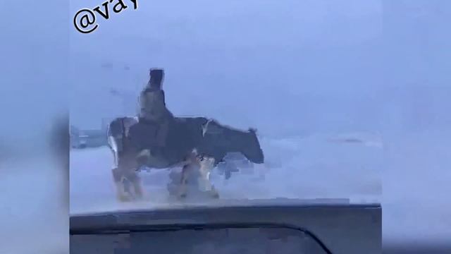 Русский ковбой верхом на корове смотреть онлайн