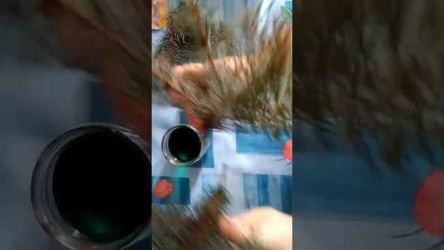 Стабилизируем глицерином еловые ветки смотреть онлайн